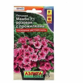 Мамбо пурпурная