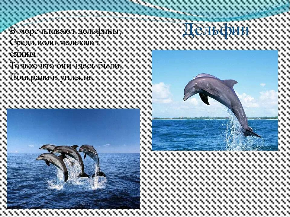 Презентация на тему морские обитатели. Обитатели моря Дельфин. Презентация на тему дельфины. Презентация на тему Делфин. Морские обитатели доклад