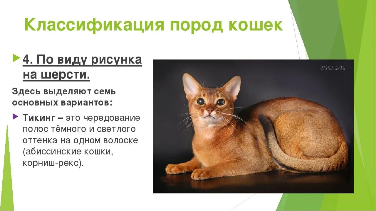 Слова породы кошек. Классификация кошки. Систематика кошки домашней. Классификация кота домашнего. Систематика животных кошка.