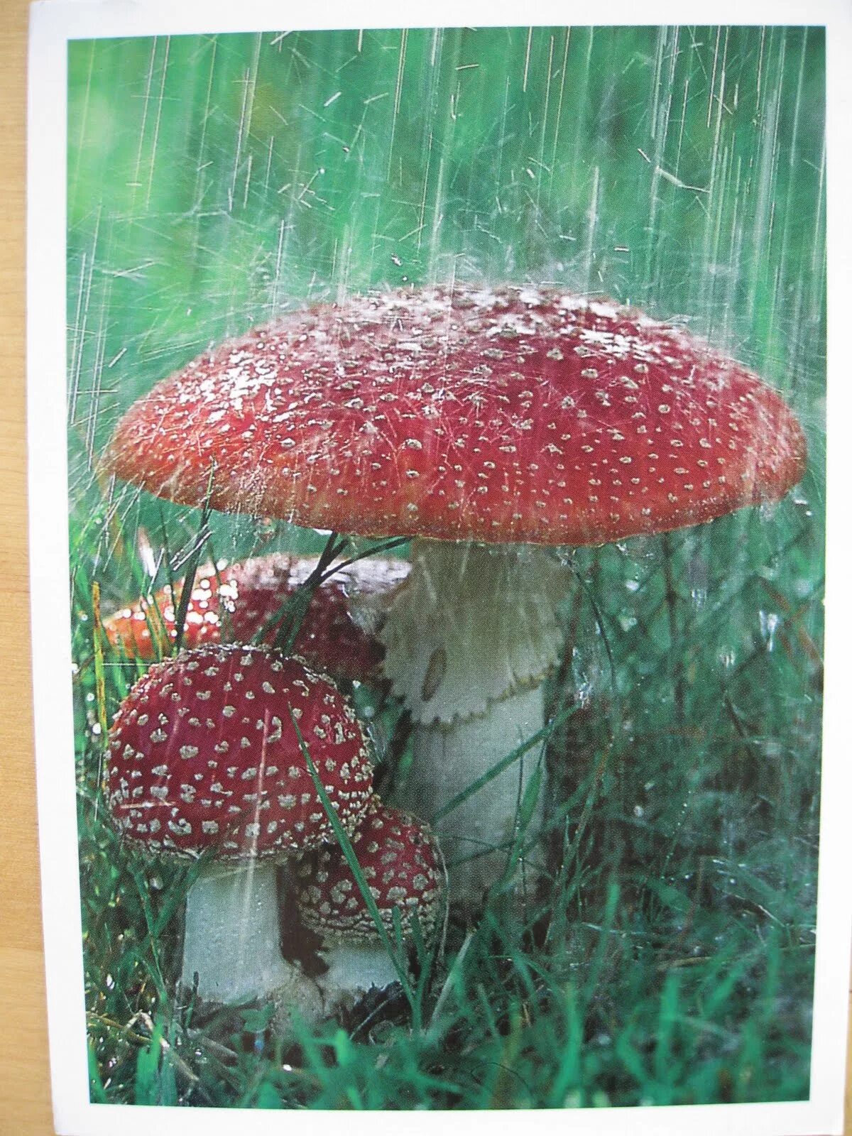 Дождя больше грибов. Грибной дождь. Грибы под дождем. Мухомор под дождем. Летний грибной дождь.