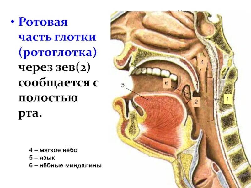 Через носовая полость. Носовая ротовая и гортанная части. глотка носовая часть ротовая часть гортанная часть. анатомия носовая ротовая гортанная.