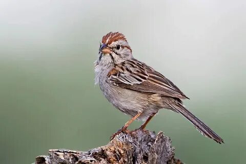 Птица похожие слова