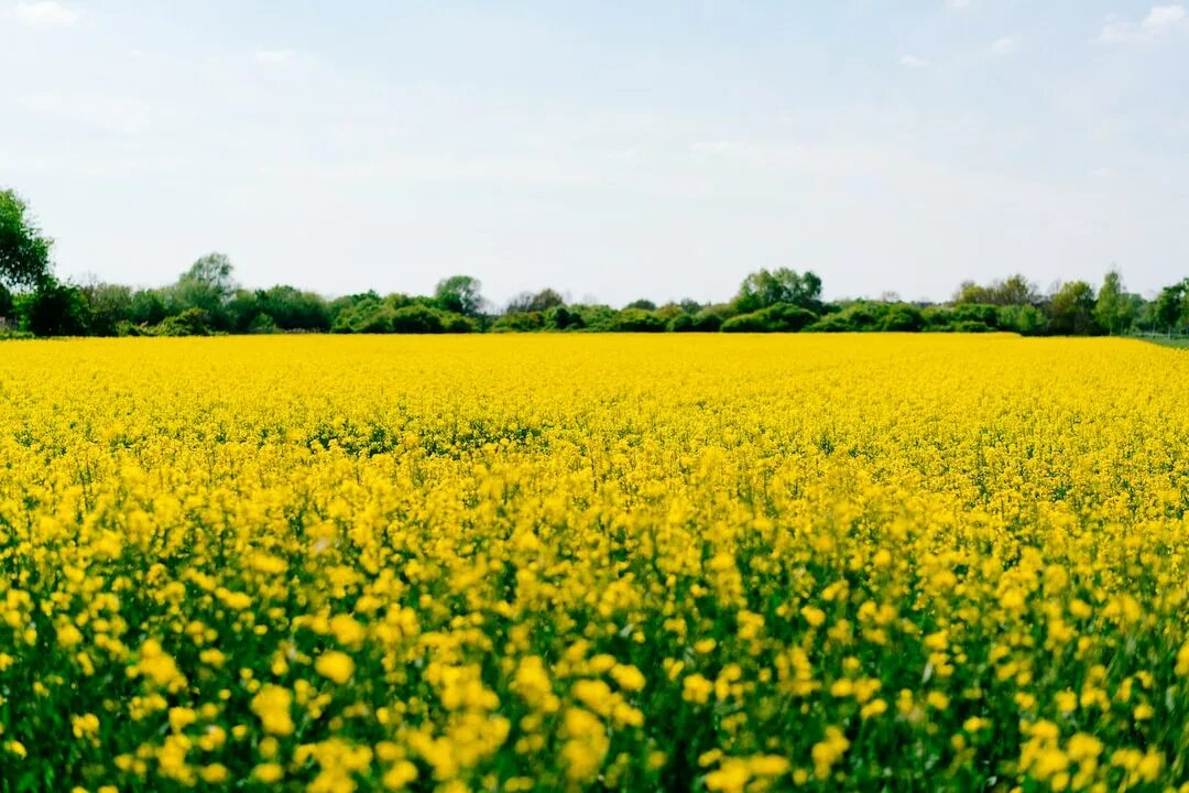 Желтое поле. Поле с желтыми цветами. Желтые цветы на полях. Зеленое поле с желтыми цветами. Field like