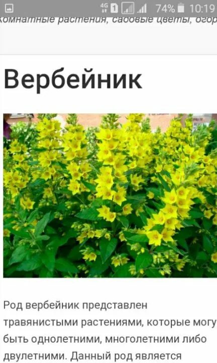 Вербейник. :: Валерия Комова - Социальная сеть ФотоКто