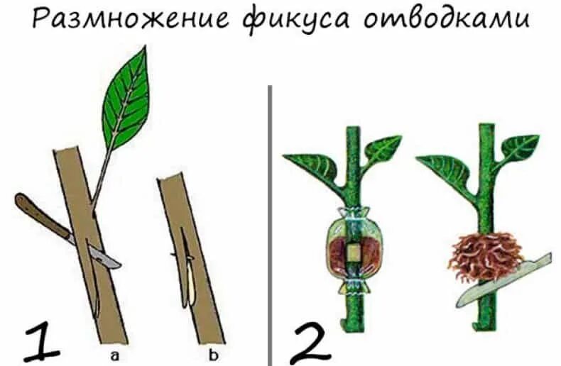Размножение фикуса в домашних условиях фото Каучуконосный фикус: размножение и уход Посадка деревьев, Черенки растений, Фику