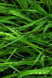 Grass live