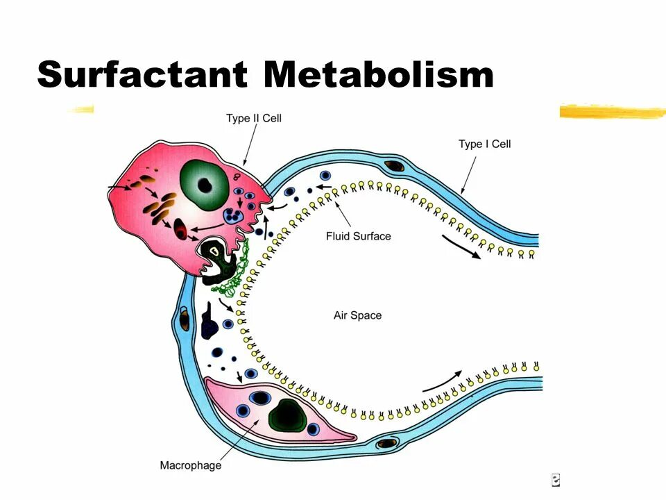 Art fact soft surfactant complex