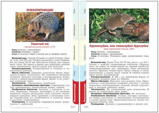 животное из красной книги алтайского края. красная книга алтайского края книга животные. снежный барс красная книга. красная книга алтайского края животные и растения. растения и животные алтайского края занесенные в краснуюкнигу.