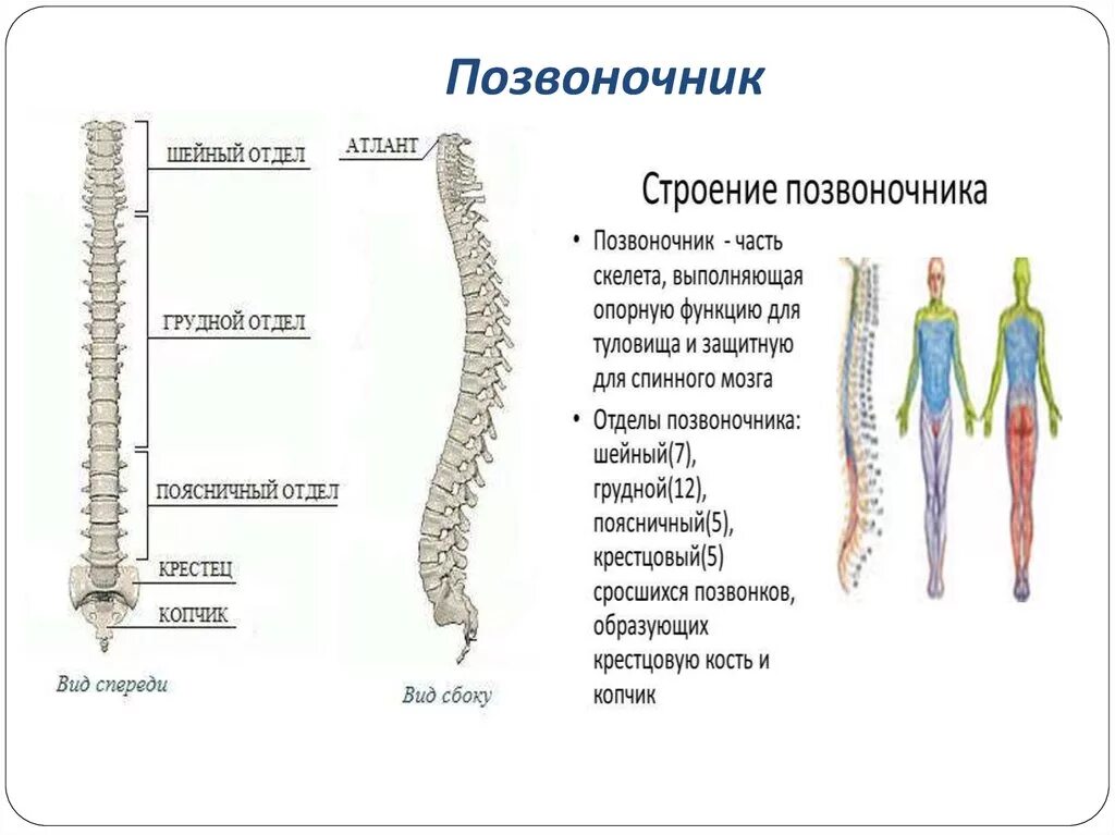 Позвоночный столб человека строение. Позвоночный столб. Отделы, позвонки. Строение позвоночника и позвонка. Анатомия позвоночного столба строение позвонков.