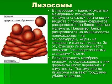 В образовании лизосом участвует