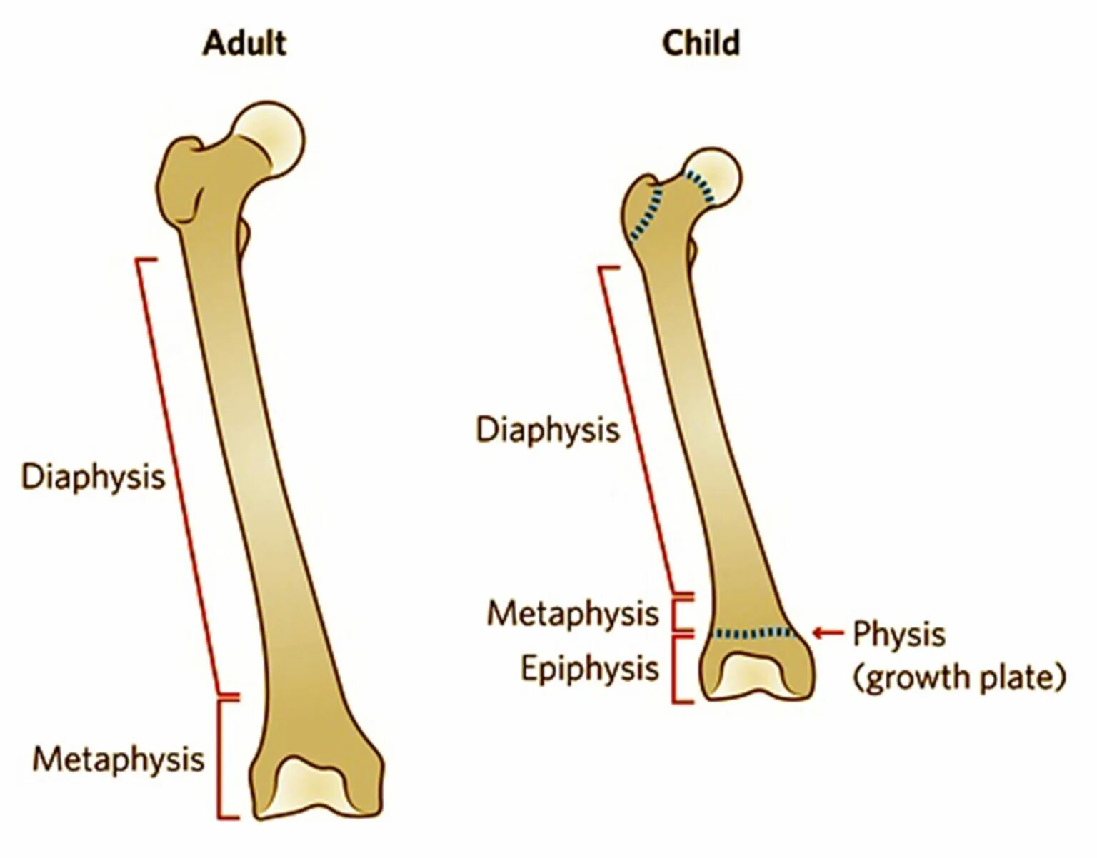 Metaphysis diaphysis. Физис кости. Metaphysis it is.