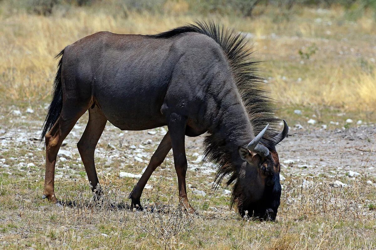 Антилопа гну. Африканская антилопа гну. Черная антилопа гну. Голубая антилопа гну. 11 гну