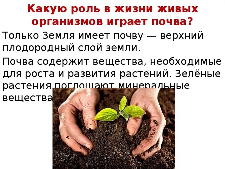 Почва и культурное растение. Роль растений в почве. Роль почвы в жизни. Роль почвы в жизни растений. Роль почвы в экономике.