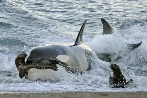 Marine wildlife