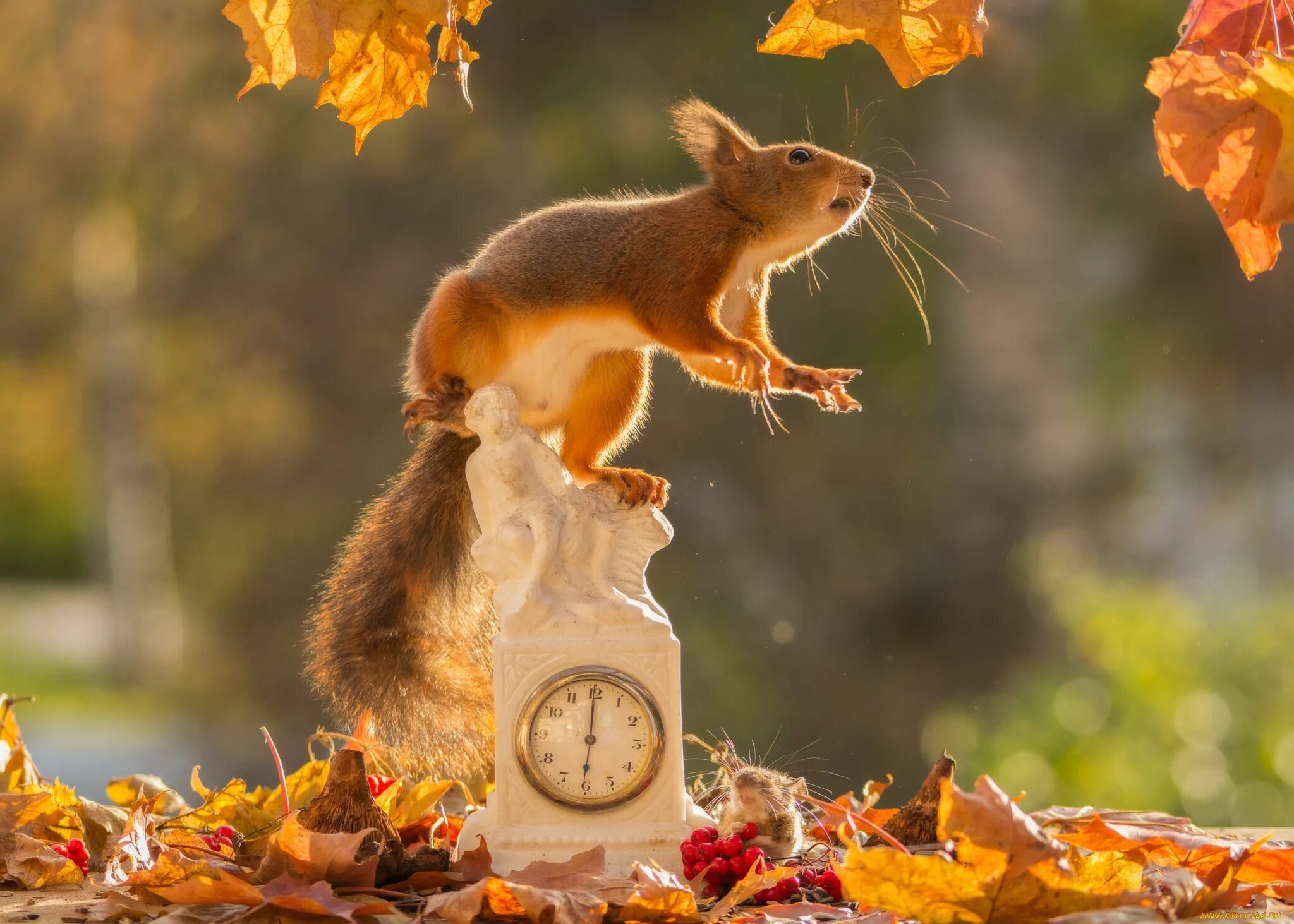 Доброе утро картинки позитивные с природой. Животные осенью. Осеннее настроение. Осень звери. Осень белка.