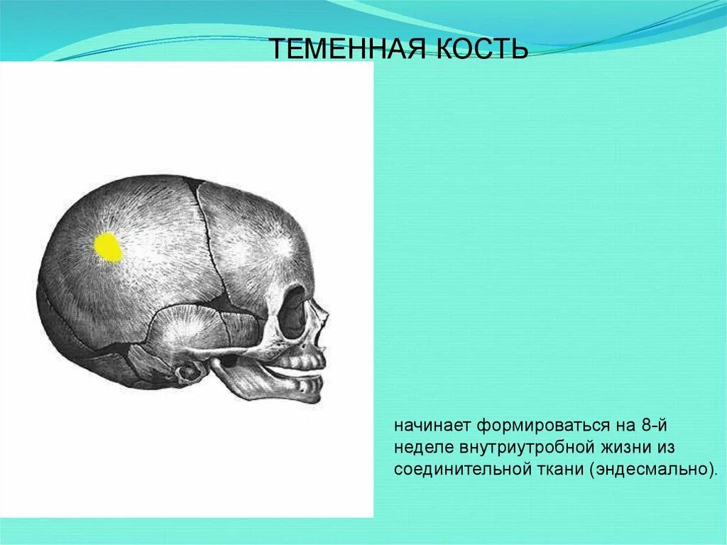 15. Онтогенез черепа.. Кости черепа лобная кость. Кости черепа возрастные особенности черепа. Развитие лобной кости.