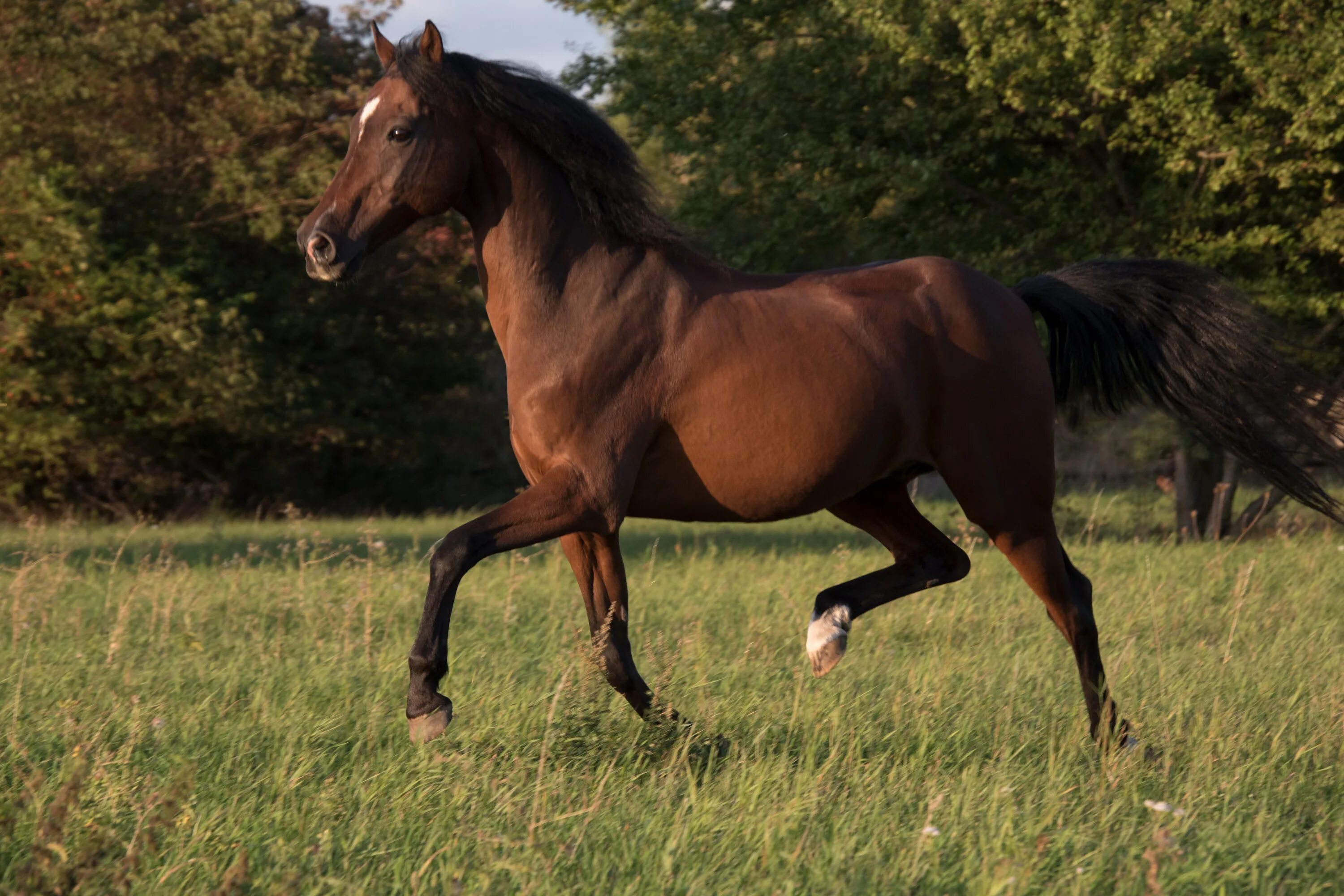 Pin by Cello&Sage on Horses Pretty horses, Horses, Horse coloring