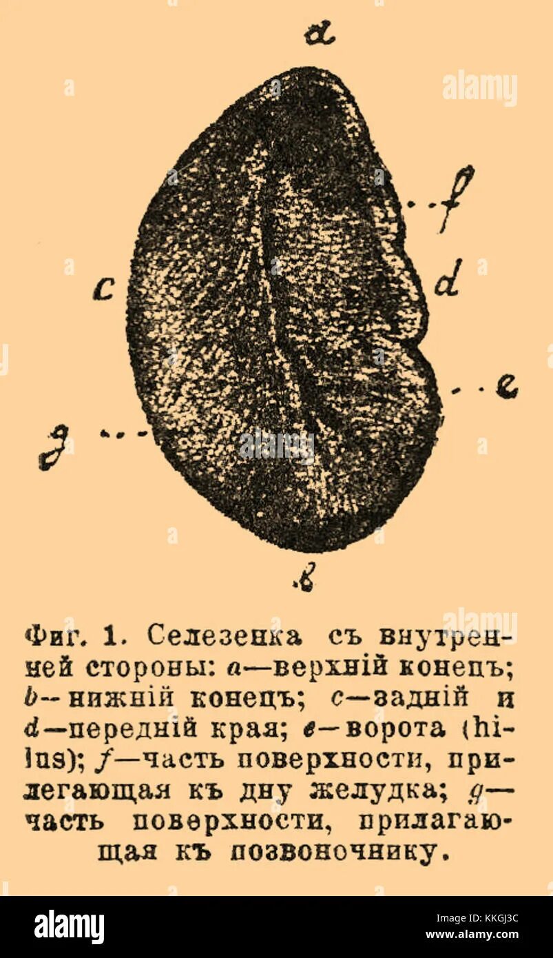 Селезенка свиньи анатомия. Строение селезенки КРС. Селезенка КРС анатомия. Селезенка крупного рогатого скота.