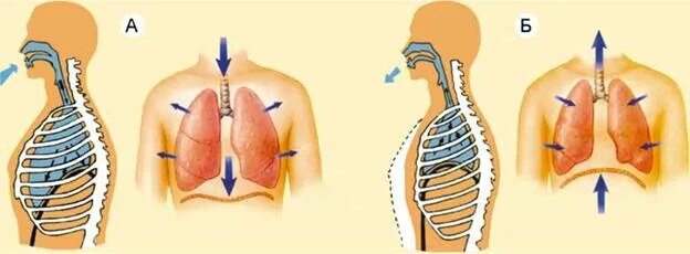 Дыхание движение. Дыхательные движения вдох и выдох диафрагма. Движение диафрагмы при вдохе и выдохе. Движение легких при вдохе и выдохе. Легкие вдох выдох.