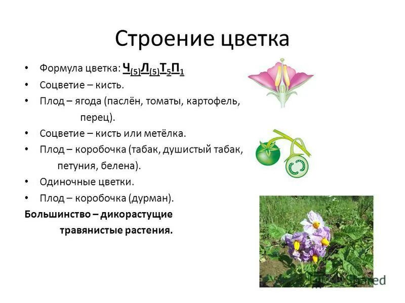 Ч0л5т5п1 формула какого цветка. Душистый табак строение цветка. Формула цветка. Формула строения цветка. Соцветие пасленовых.