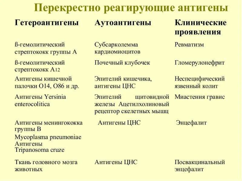 Перекрестно реагирующие антигены. Перекрестно реагирующие антигены примеры. перекрестнореагируюшип антигены это. перекрестные антигены стрептококка.
