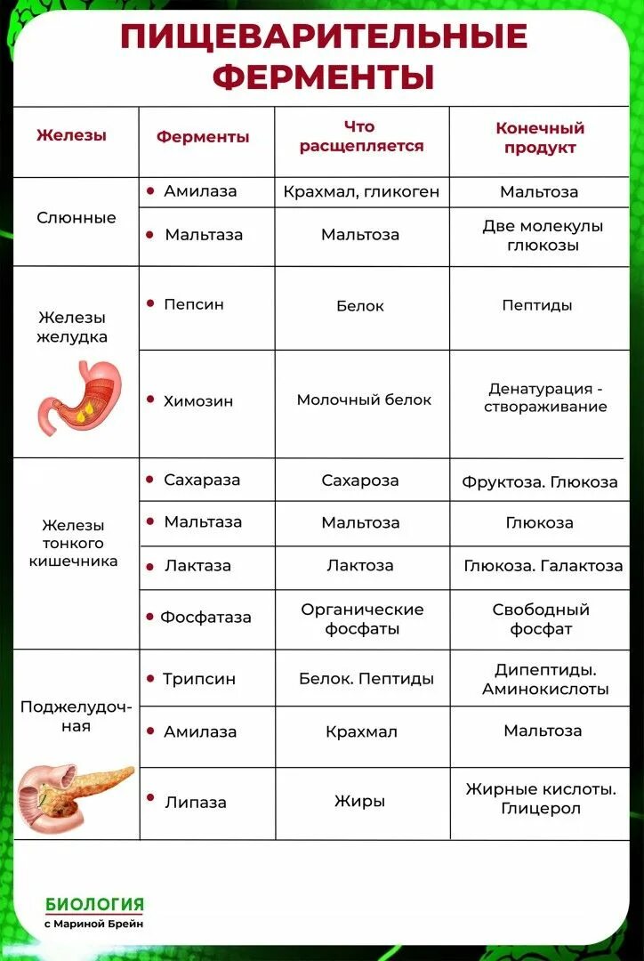 Ферменты желудка таблица. Ферменты пищеварительной системы таблица ЕГЭ. Пище варитеьные ферменты. Пищеварительрые фермеьрв. Еищеварительнве феоиенты.