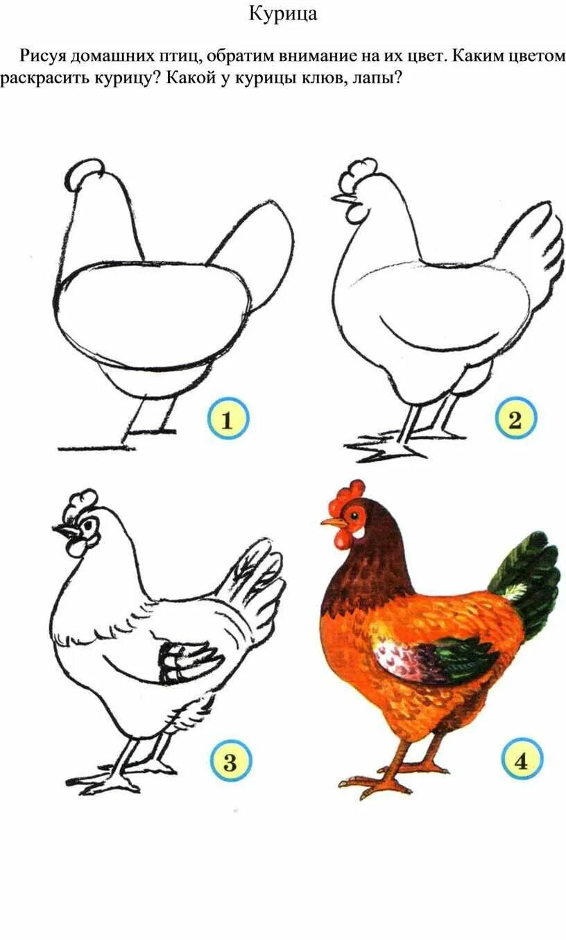 Курица нарисовать легко. Курица рисунок. Рисование домашние птицы. Курица рисунок поэтапно. Поэтапное рисование курицы для детей.