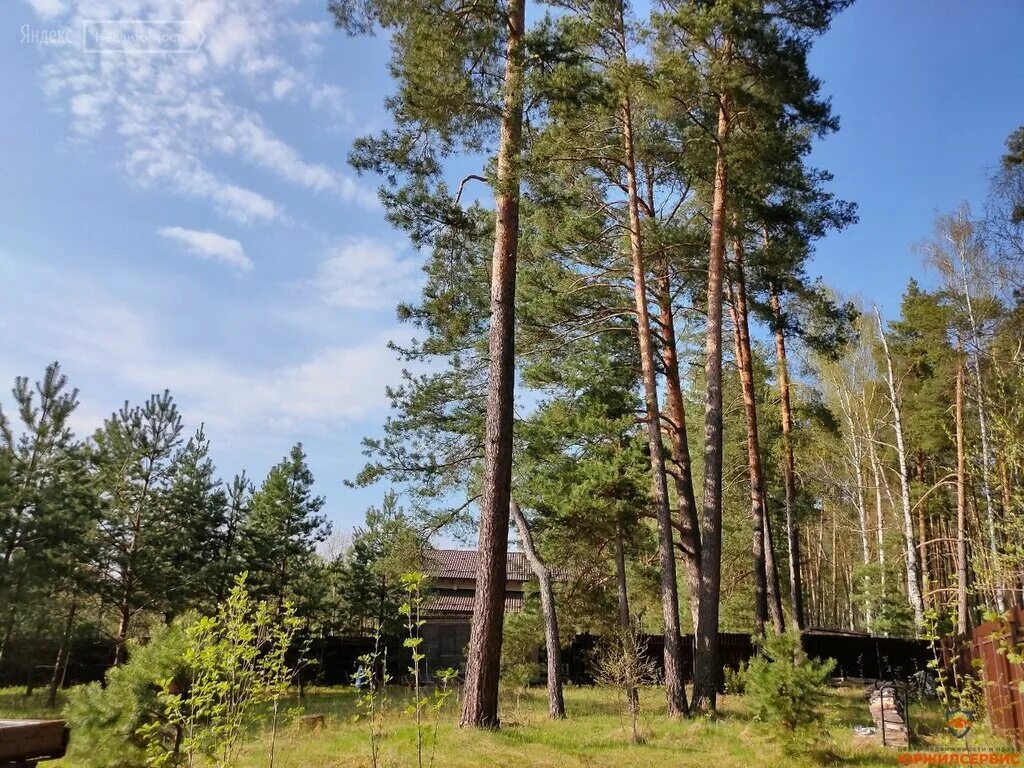пос сосновый заокского района тульской области. велегож сосновый бор. тульская обл заокский район посёлок сосновый. тульская обл заокский район посёлок сосновый. 35.