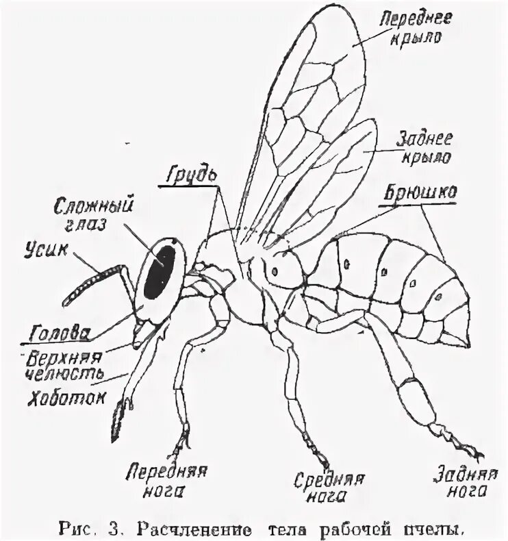 Отделы тела пчелы медоносной. Строение пчелы рисунок. Строение пчелы схема. Внешнее строение медоносной пчелы. Анатомическое строение пчелы.