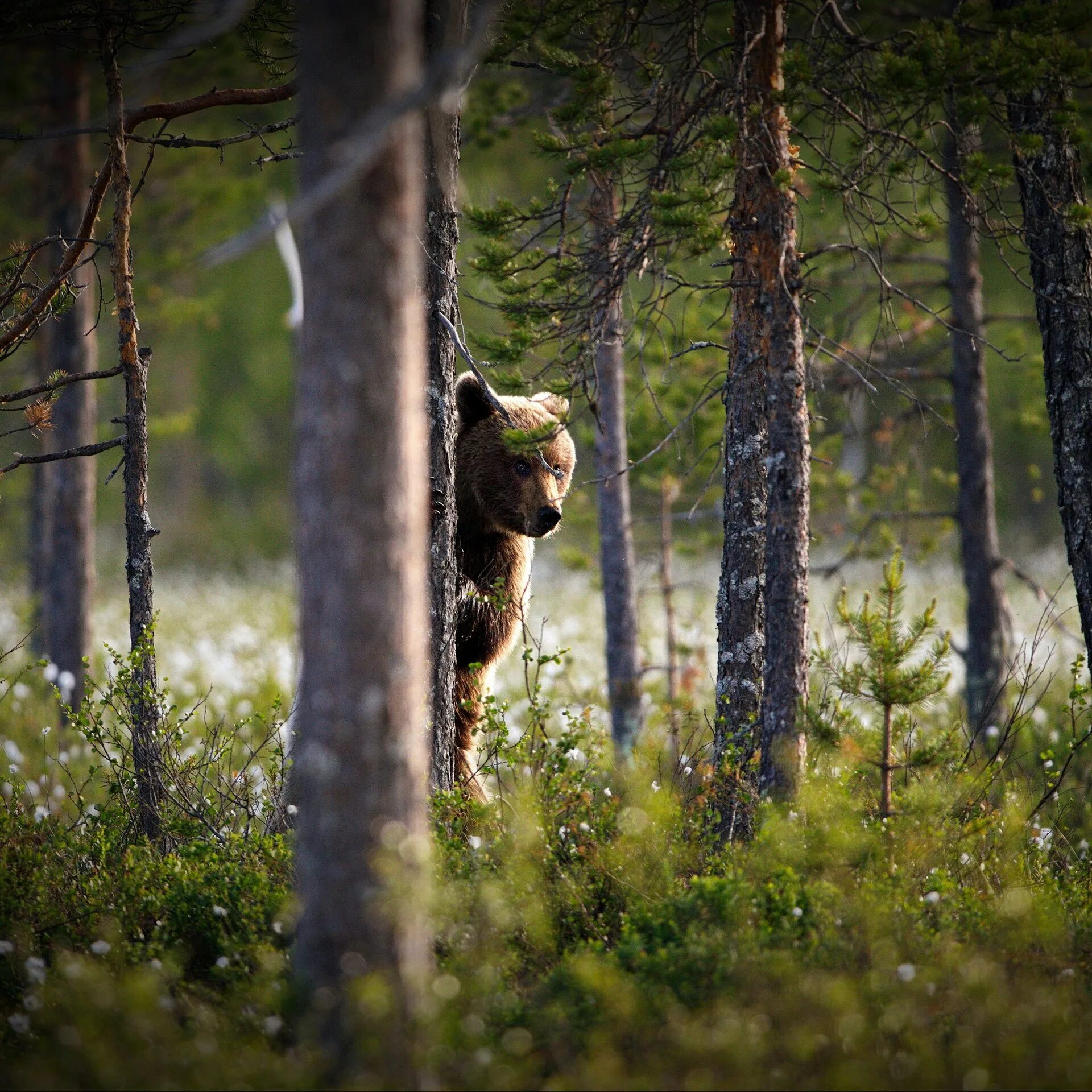 Жизнь медведей в лесу. Медведь в лесу. Медведь в природе. Медведь в тайге. Лес с животными.