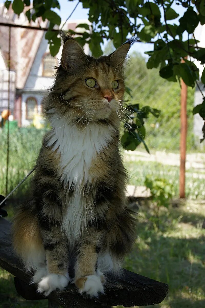 Мейн кун самка. Мейн куны котята. Мейн кун 2 года. Мейн-кун. Мейн-кун.