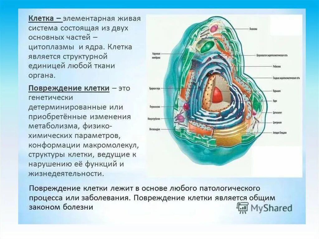 В живой клетке живут. Клетка Живая система. Клетка элементарная единица живой системы. Клетка – элементарная система. Клетка как элементарная Живая система.