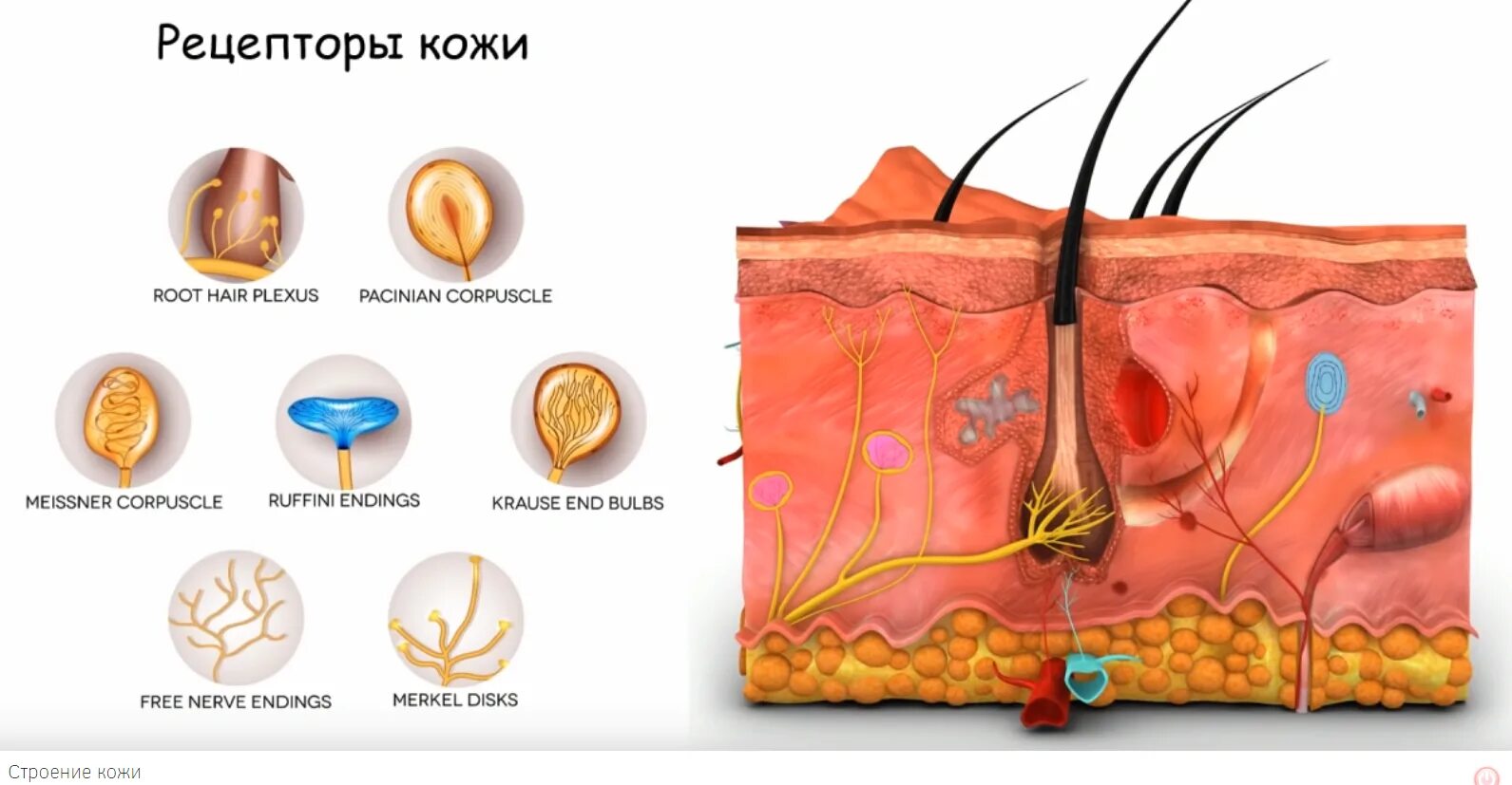 Строение кожи человека рецепторы. Рецепторы кожи человека таблица. Нервно рецепторный аппарат кожи. Строение кожи рецепторы кожи.