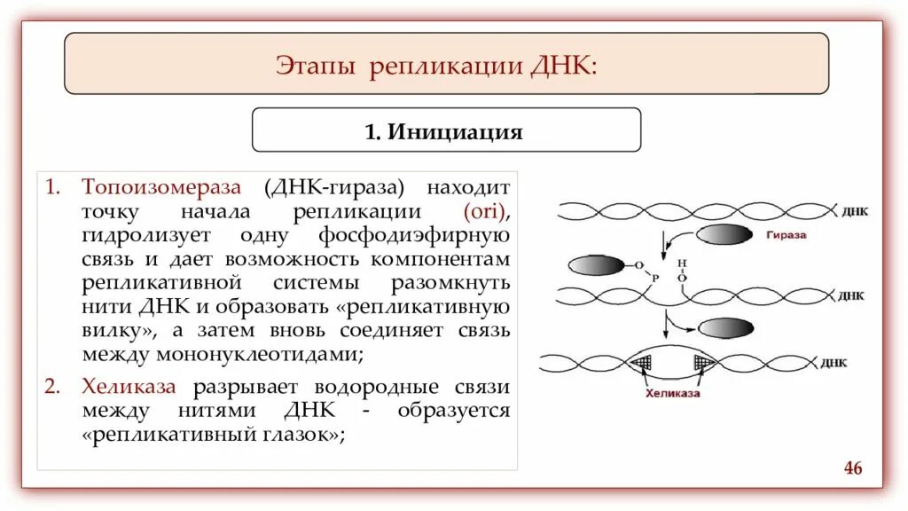 Инициация репликации ДНК схема. Инициация репликации – образование репликативной вилки.. Инициация репликации ДНК схема процесса. Этапы процесса репликации. 3 этапа репликации