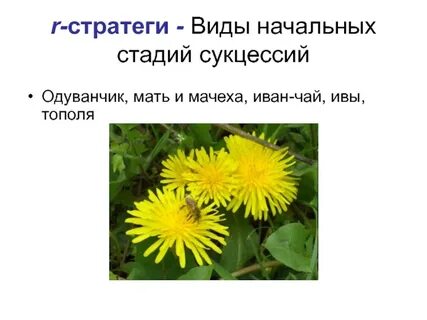 Чем отличается одуванчик