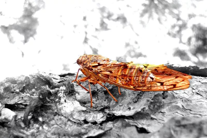 Периодические цикады 10 выводок. Цимбалы у цикад. Цикада насекомое фигурки. Цикада на ветке поза. Cicadetta luculenta.