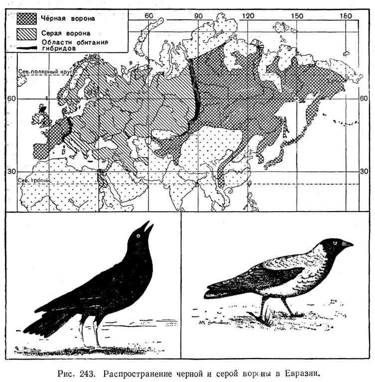 Расселение птиц. Ареал обитания Воронов в России. Черная ворона ареал обитания. Ареал обитания серой вороны. Серая ворона ареал обитания.
