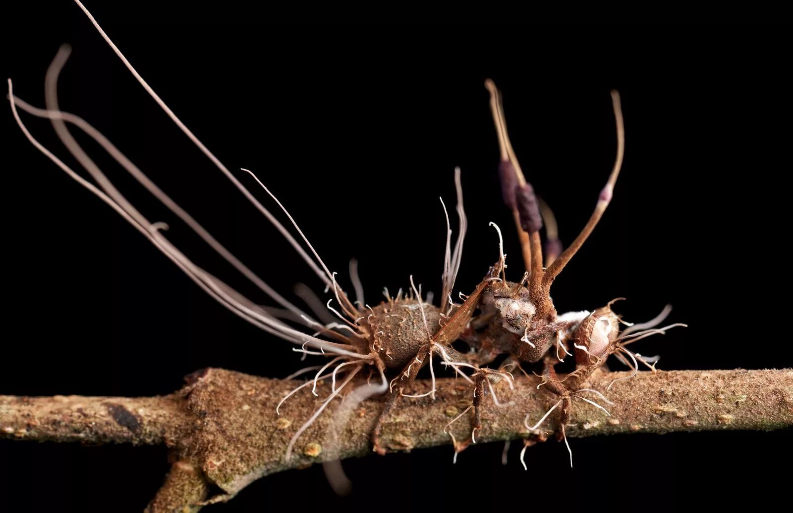 Кордицепс однобокий. Ophiocordyceps unilateralis — кордицепс. Кордицепс муравей зомби. Гриб паразит кордицепс однобокий.