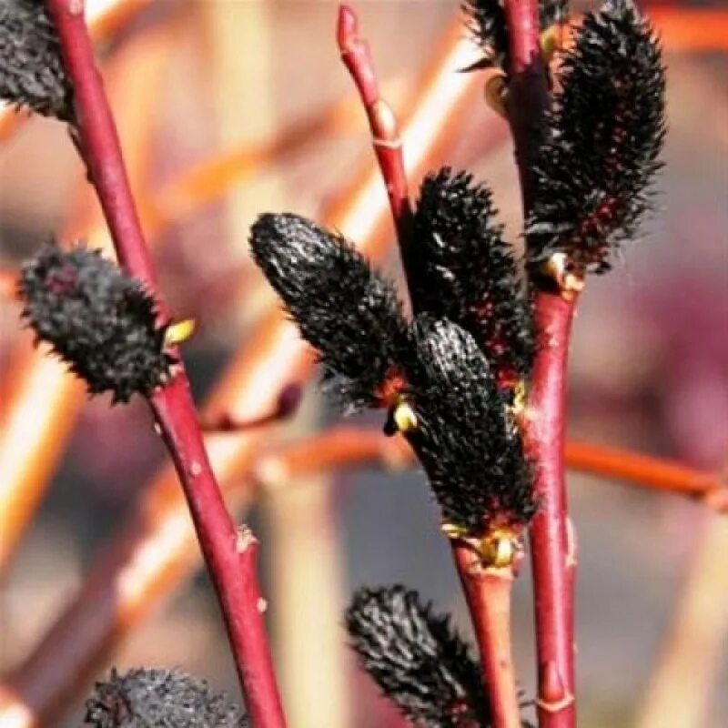 Ива тонкостолбиковая melanostachys. Ива тонкостолбиковая/Salix gracilistyla 'melanostachys'. Ива тонкостолбиковая Salix gracilistyla. Ива тонкостолбиковая var.melanostachys. Ива тонкостолбиковая маунт