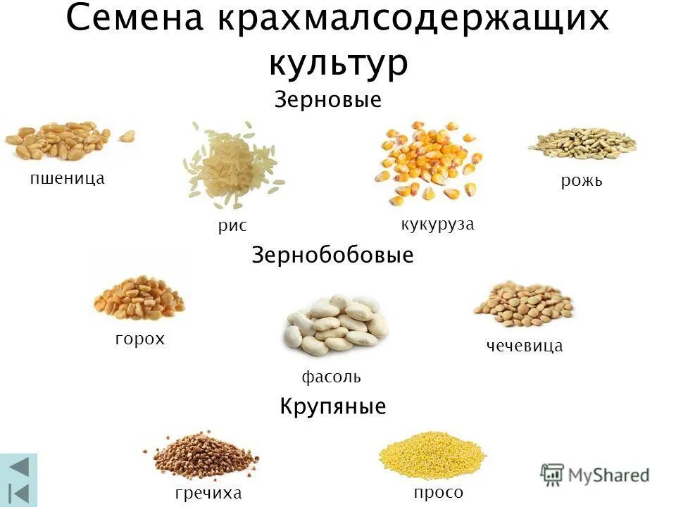 Пшенная крупа и пшено разница. Злаковые крупы. К крупяным культурам относятся. К крупяным культурам относятся. Зерновые и зернобобовые культуры.