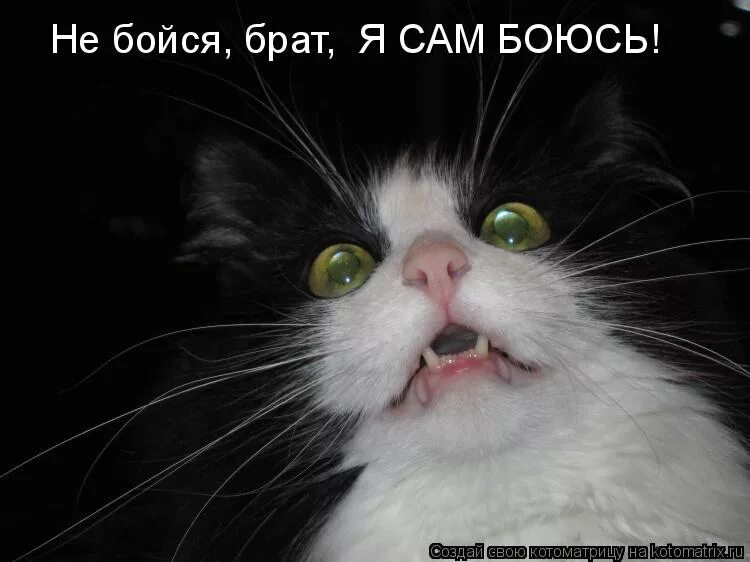 боюсь картинки. аргументный аргумент собака мем. не буди во мне зверя я не боюсь хомячков. ой боюсь боюсь. боюсь боюсь мем.