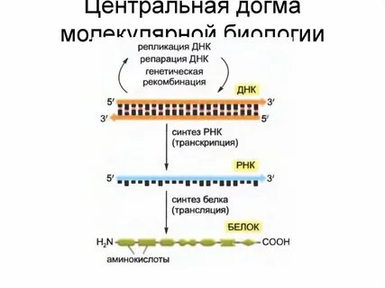 Репликация репарация