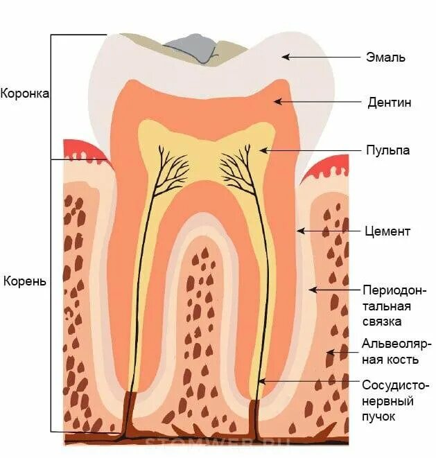Биохимия зуба. Строение зуба эмаль дентин цемент. Зуб эмаль дентин пульпа. Строение зуба эмаль дентин цемент анатомия. Структура зуба эмаль дентин.