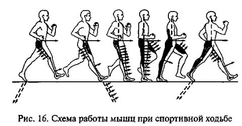 Работа при ходьбе человека