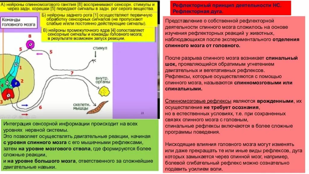 Интеграция сенсорной информации спинного мозга. Спинальные двигательные системы. Функция двигательного нейрона глаза. Анализ сенсорных стимулов.