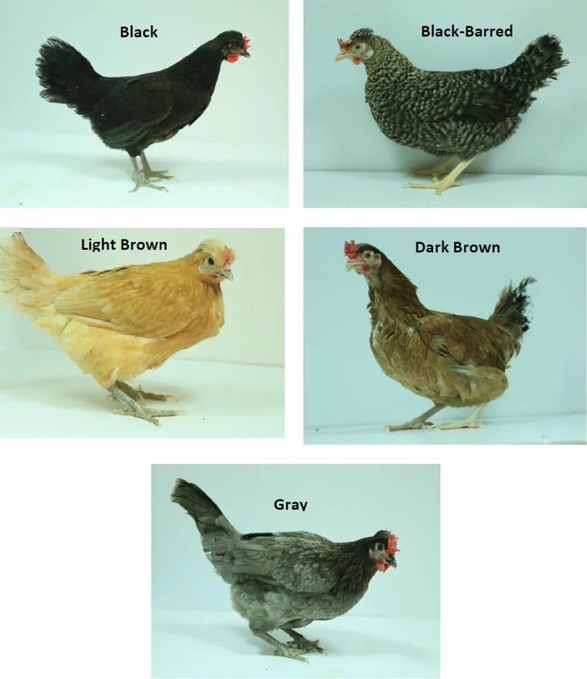 Имена для куриц. Куры разных пород. Куры расцветки. Породы кур с названиями. Некрупные породы кур.