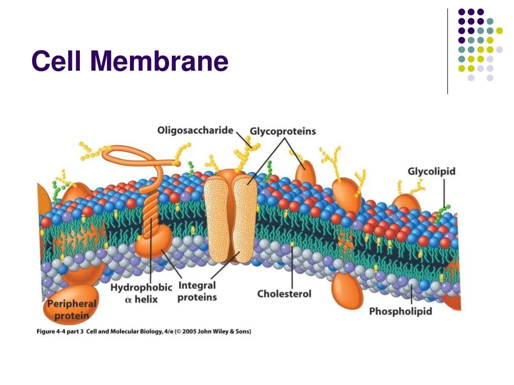 Цитолемма это. Мембрана клетки. Холестерол в МЕМБРАНЕМЕМБРАНА клетки. Membrane lipids. Cell membrane.