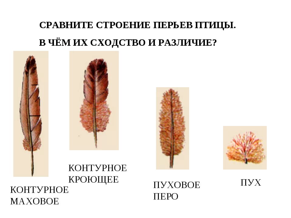 Строение пера птицы ответы. Структура пухового пера. Внешнее строение пера птицы 7 класс. Перо птицы строение. Виды перьев.