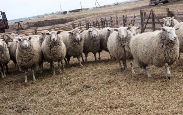 Западно-Сибирская мясная порода овец. Западносибирская порода овец. Овцеводство Западная Сибирь. Сибирская мясная порода овец. Купить овец омск