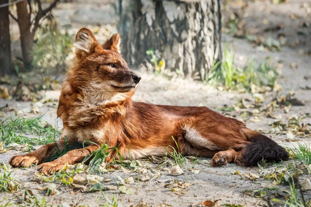 Красный волк. Красный горный волк. Красный волк Красноярский край. Красный волк Дальний Восток. Красный волк читать